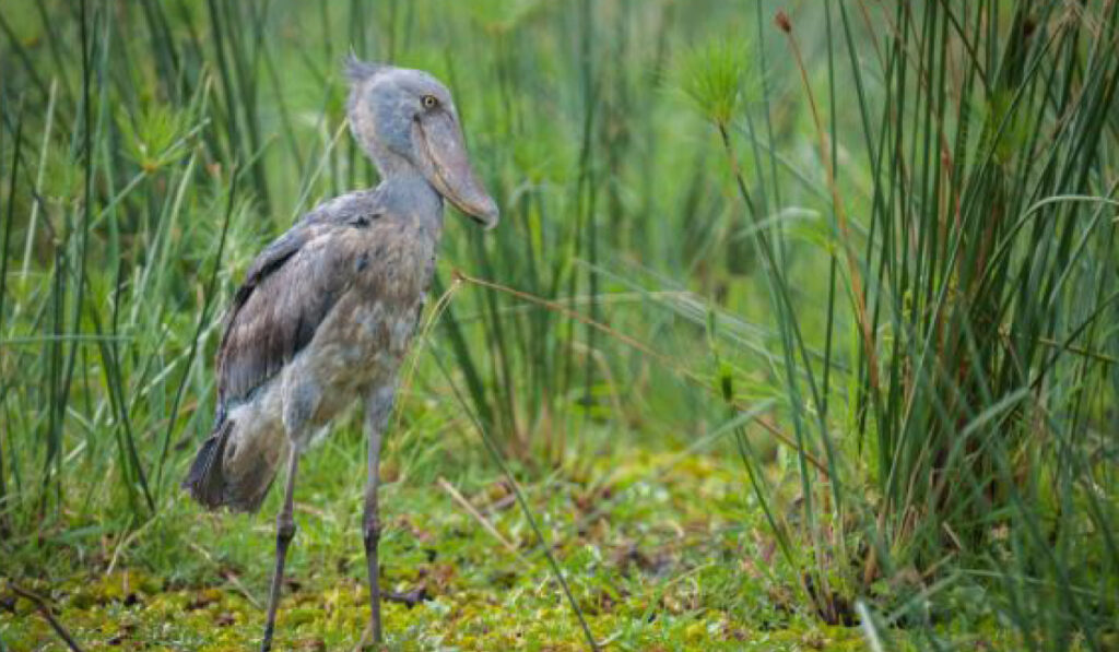Shoebill during a Uganda Birding Safari in Mabamba Swamp