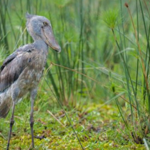 Shoebill during a Uganda Birding Safari in Mabamba Swamp