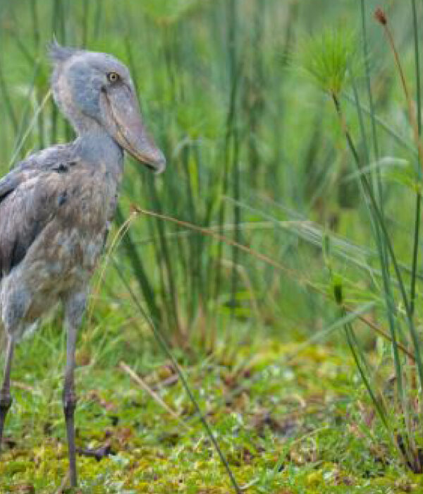 Shoebill during a Uganda Birding Safari in Mabamba Swamp