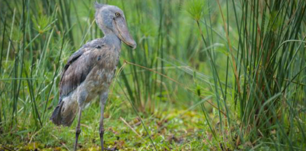 Shoebill during a Uganda Birding Safari in Mabamba Swamp
