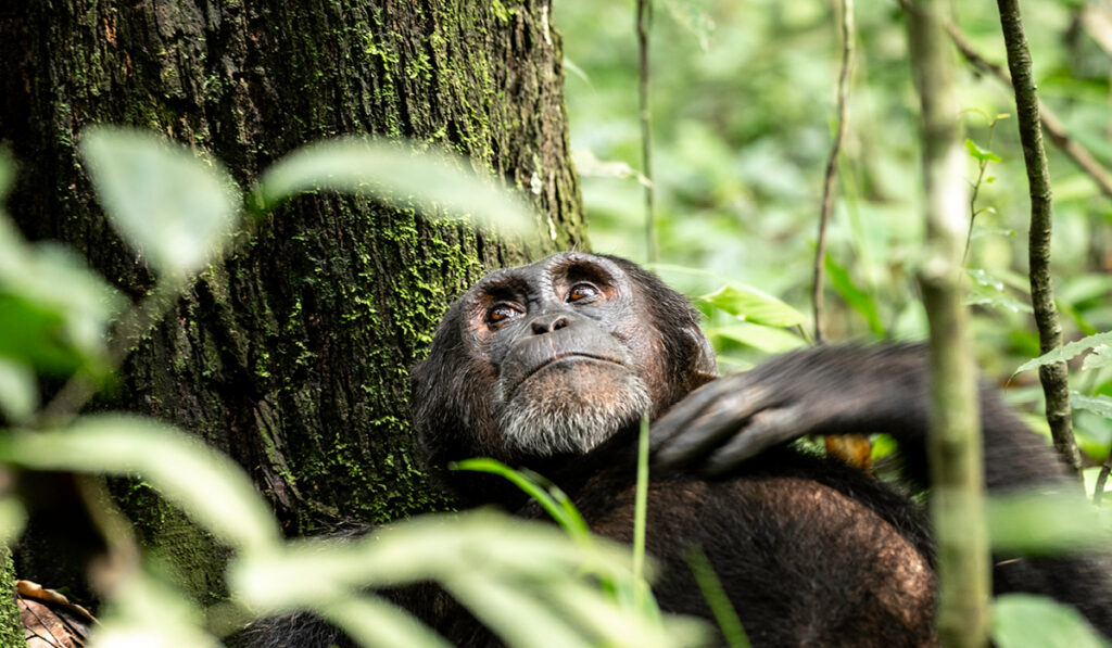 Chimpanzee in Kibale Forest during chimpanzee tracking on a Uganda Chimpanzee Safari