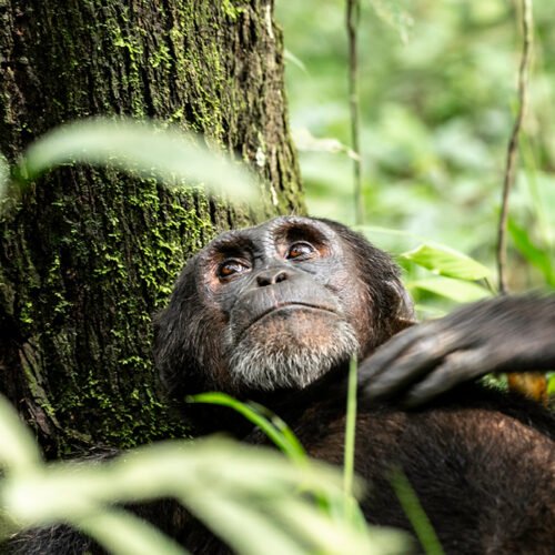 Chimpanzee in Kibale Forest during chimpanzee tracking on a Uganda Chimpanzee Safari
