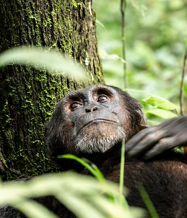 Chimpanzee in Kibale Forest during chimpanzee tracking on a Uganda Chimpanzee Safari