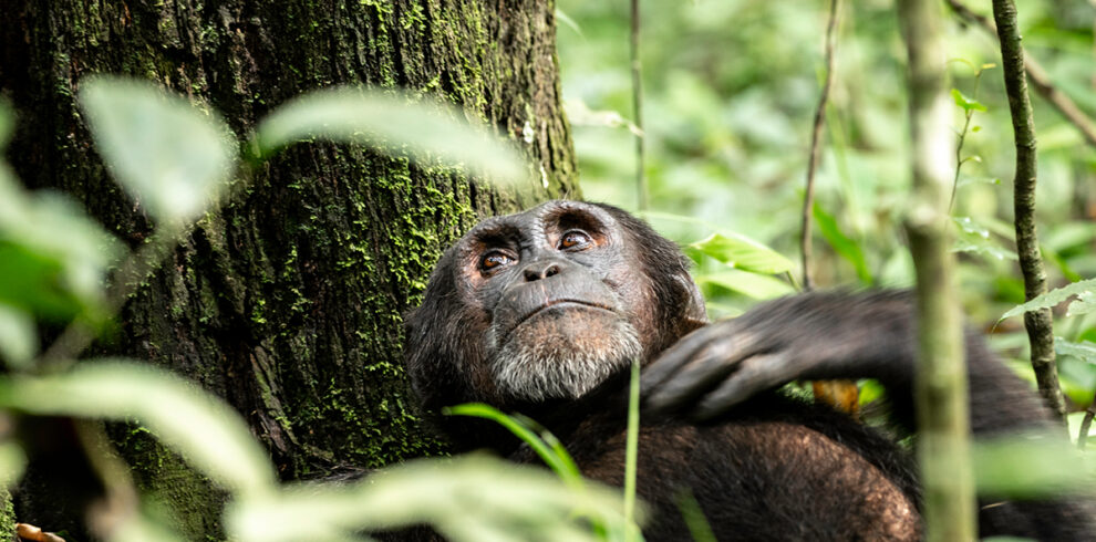 Chimpanzee in Kibale Forest during chimpanzee tracking on a Uganda Chimpanzee Safari