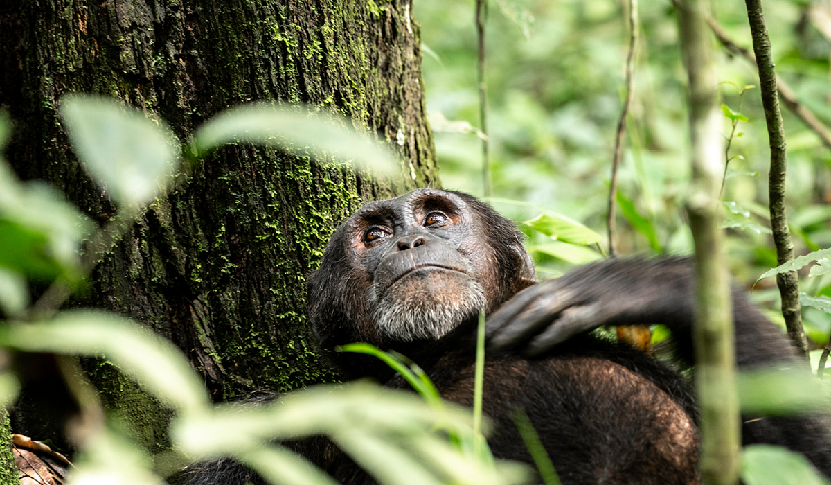 Chimpanzee Kingdom