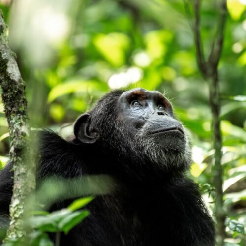 Wild chimpanzee observed during chimpanzee tracking in Kibale National Park Uganda