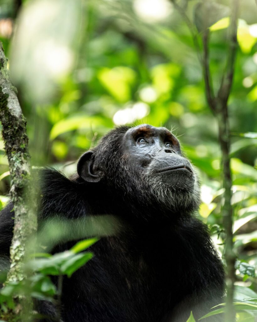 Wild chimpanzee observed during chimpanzee tracking in Kibale National Park Uganda
