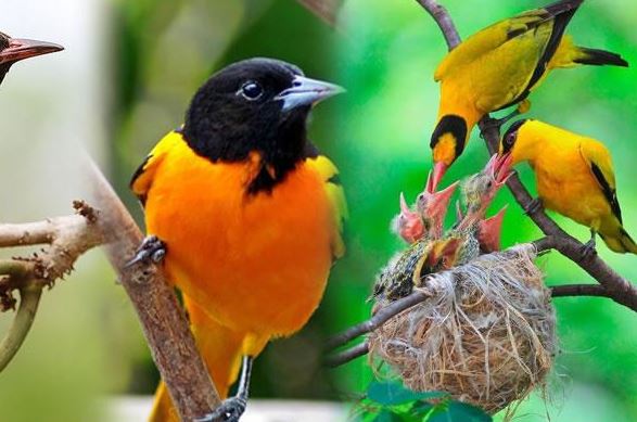Black-headed weaver bird nesting during a Uganda birding tour
