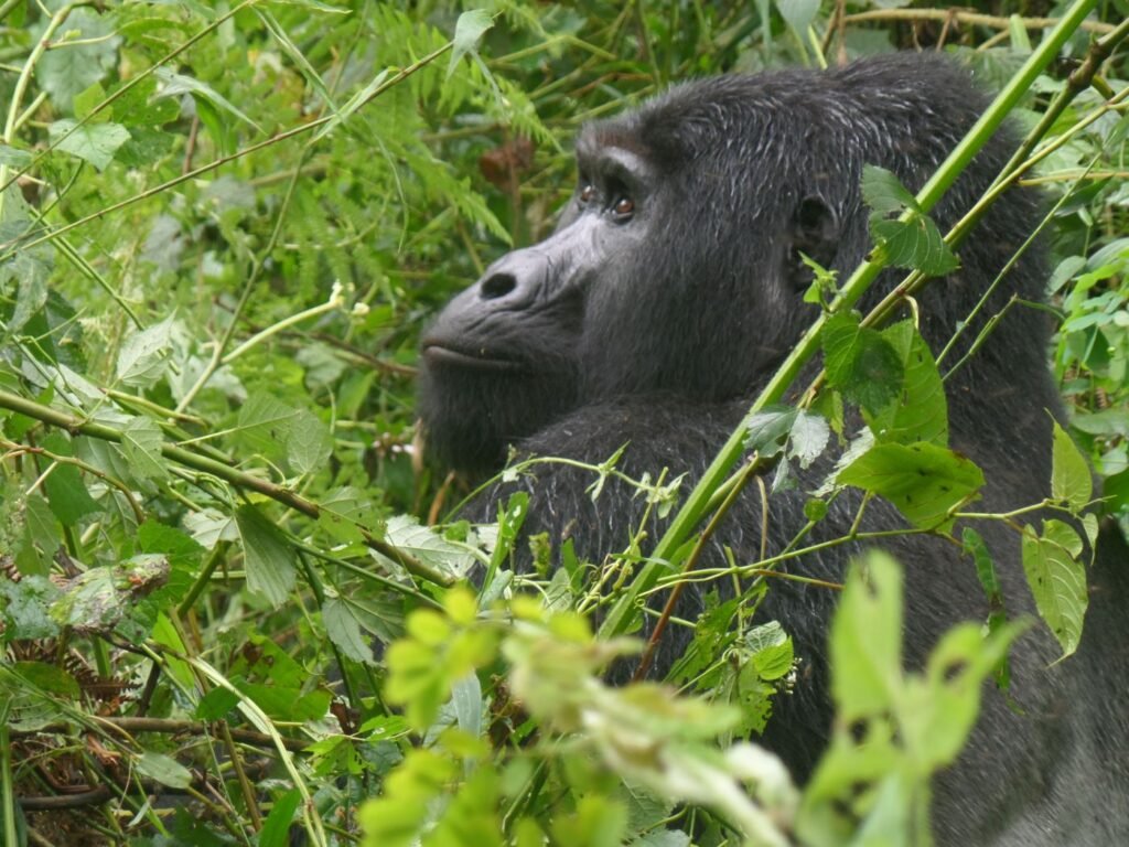 Mountain gorilla encountered during a Uganda Gorilla and Chimpanzee Safari