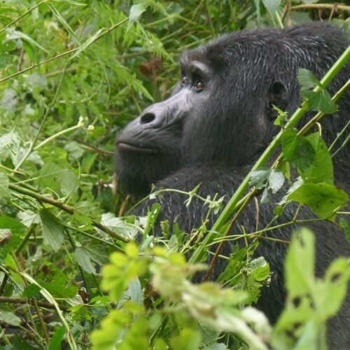 Mountain gorilla encountered during a Uganda Gorilla and Chimpanzee Safari