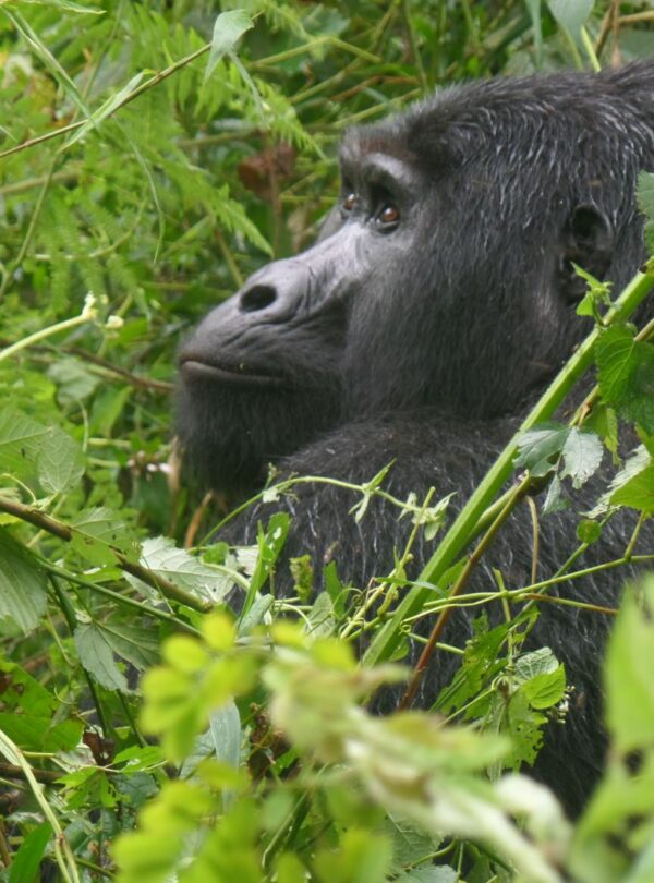 Mountain gorilla encountered during a Uganda Gorilla and Chimpanzee Safari