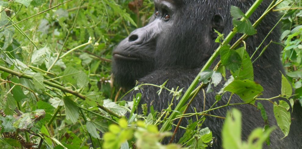 Mountain gorilla encountered during a Uganda Gorilla and Chimpanzee Safari