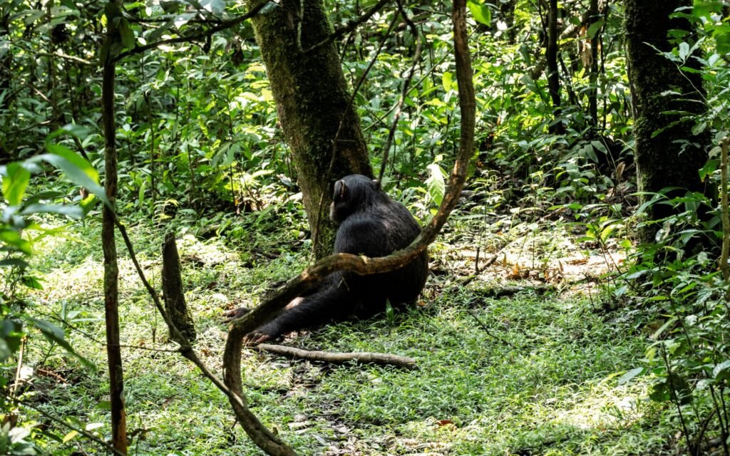 Chimpanzee resting in Kibale Forest during a Uganda Gorilla and Chimpanzee Safari