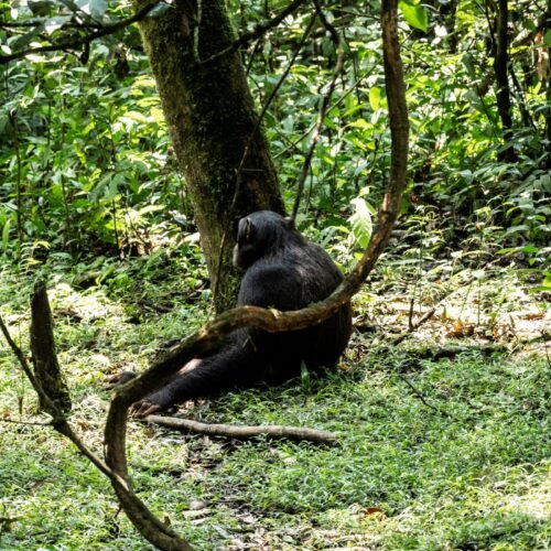 Chimpanzee resting in Kibale Forest during a Uganda Gorilla and Chimpanzee Safari