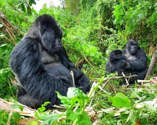 Volcanoes National Park gorilla trekking experience with mountain gorillas in Rwanda