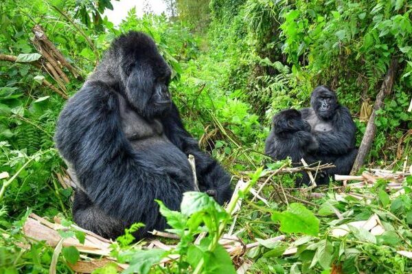 Volcanoes National Park gorilla trekking experience with mountain gorillas in Rwanda