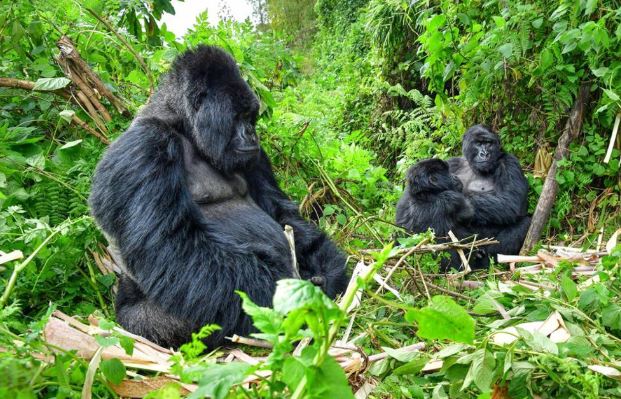 Volcanoes National Park gorilla trekking experience with mountain gorillas in Rwanda