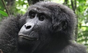 Uganda Gorilla and Chimpanzee Safari