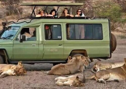 Lion viewing experience during a Uganda Wildlife Safari game drive showcasing close wildlife encounters in Uganda’s premier national parks
