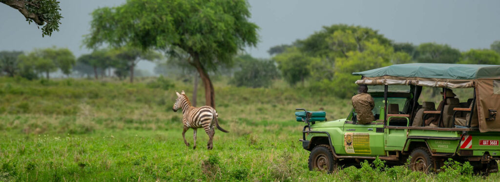 A game drive on a 12-day Uganda Wildlife Safari in Kidepo Valley National Park