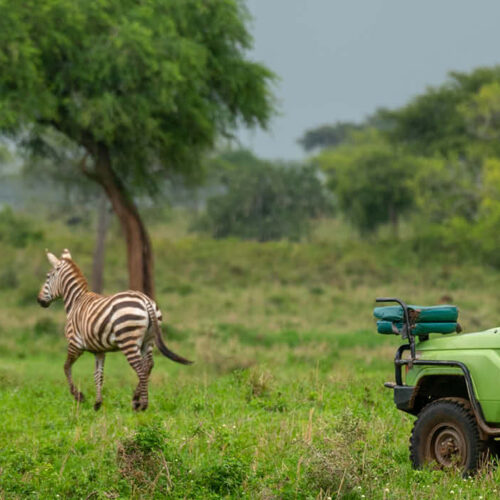 A game drive on a 12-day Uganda Wildlife Safari in Kidepo Valley National Park