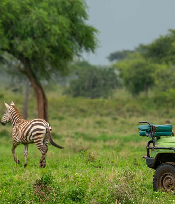 A game drive on a 12-day Uganda Wildlife Safari in Kidepo Valley National Park