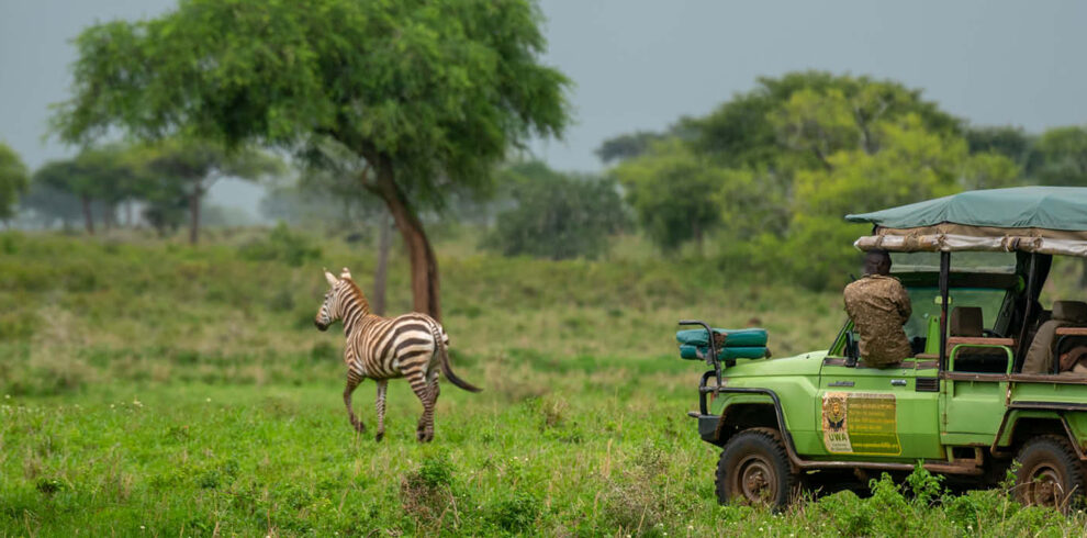 A game drive on a 12-day Uganda Wildlife Safari in Kidepo Valley National Park