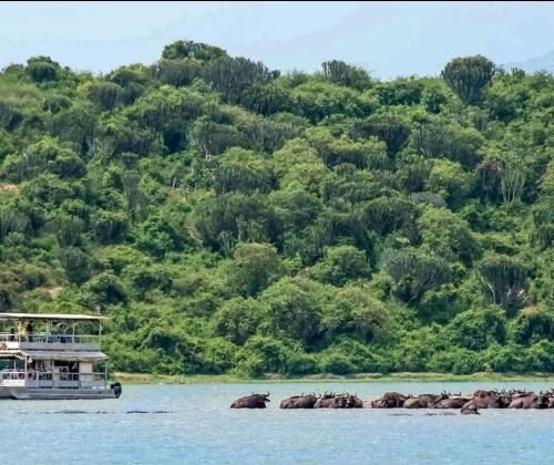 Kazinga Channel boat safari wildlife viewing experience featuring hippos and aquatic wildlife during a Uganda Wildlife Safari
