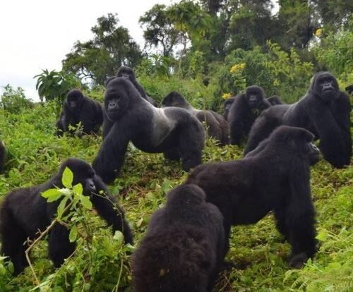 Gorilla family in Bwindi Impenetrable National Park during a Uganda Gorilla Trekking Safari