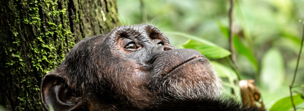 Bwindi Gorilla Trekking Safari