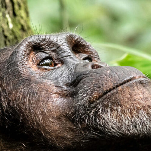Bwindi Gorilla Trekking Safari
