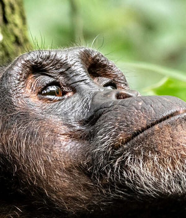 Bwindi Gorilla Trekking Safari