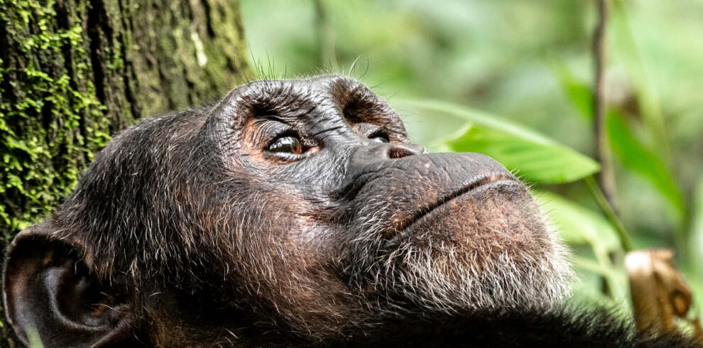 Bwindi Gorilla Trekking Safari