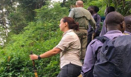Guided gorilla trekking experience in Bwindi Impenetrable National Park during a Uganda Classic Gorilla Trekking Safari