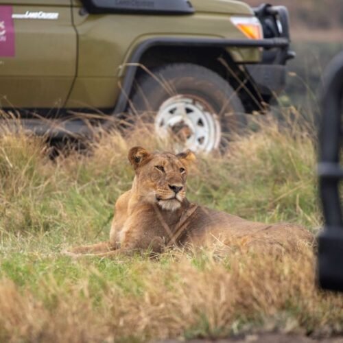 Lion sighting during a Uganda Wildlife Safari game drive in Queen Elizabeth National Park