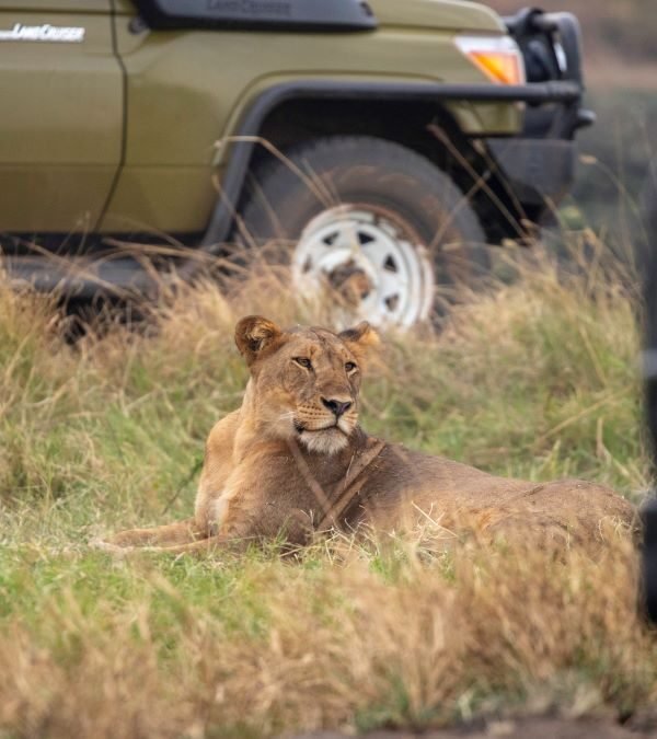 Lion sighting during a Uganda Wildlife Safari game drive in Queen Elizabeth National Park