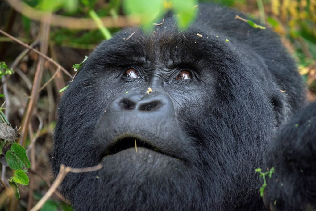 Mountain gorilla encountered during a Luxury Best of Uganda Safari in Bwindi Impenetrable National Park, Uganda