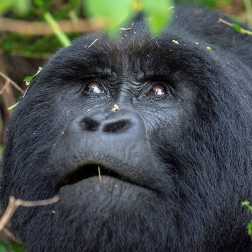 Mountain gorilla encountered during a Luxury Best of Uganda Safari in Bwindi Impenetrable National Park, Uganda