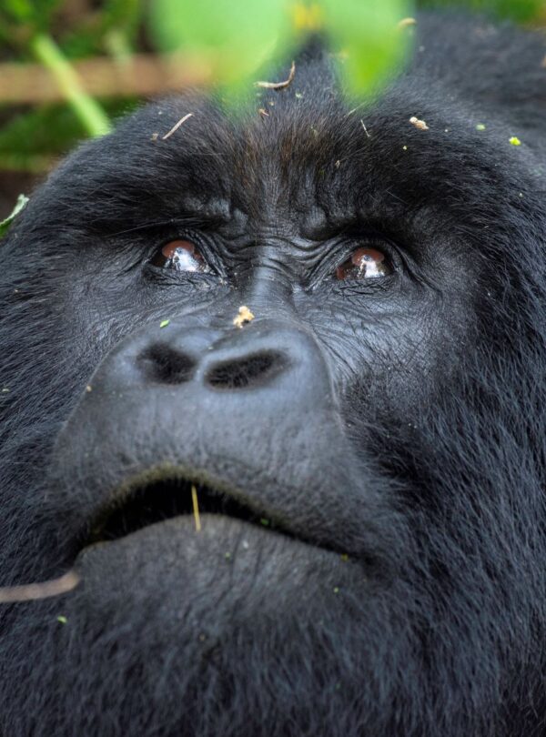 Mountain gorilla encountered during a Luxury Best of Uganda Safari in Bwindi Impenetrable National Park, Uganda