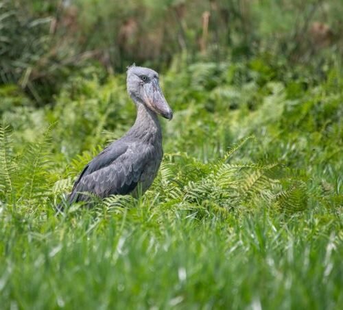 Shoebill stork observed during a Luxury Uganda Birding Safari in Mabamba Swamp near Lake Victoria