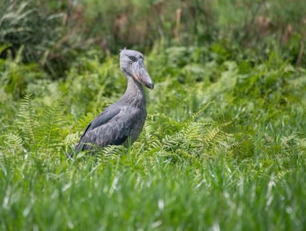 Shoebill stork observed during a Luxury Uganda Birding Safari in Mabamba Swamp near Lake Victoria