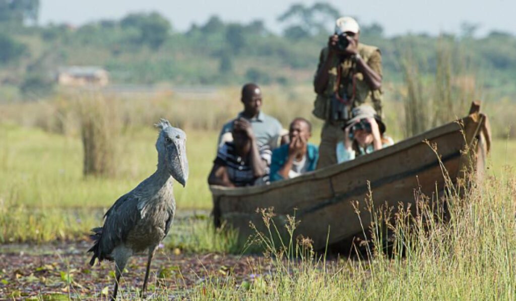 Guests on a Luxury Uganda Birding Safari tracking Shoebill storks by boat in Mabamba Swamp, one of Uganda’s premier birding destinations