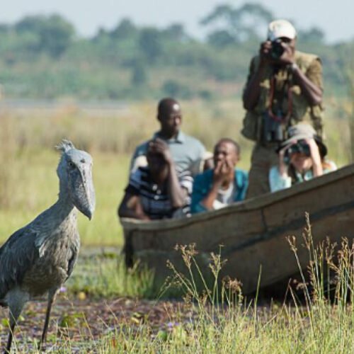 Guests on a Luxury Uganda Birding Safari tracking Shoebill storks by boat in Mabamba Swamp, one of Uganda’s premier birding destinations
