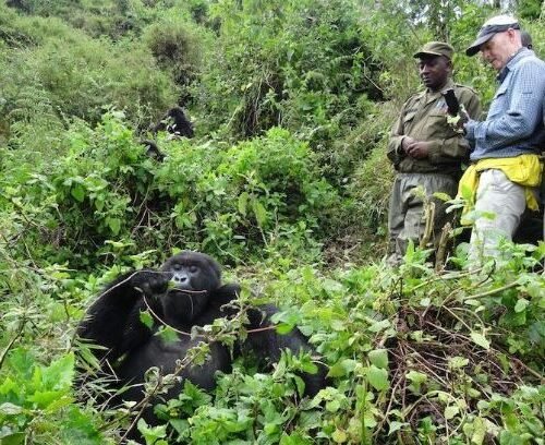 Tourists enjoying a Uganda gorilla trekking experience while observing mountain gorillas in Bwindi