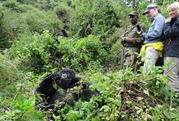 Tourists enjoying a Uganda gorilla trekking experience while observing mountain gorillas in Bwindi