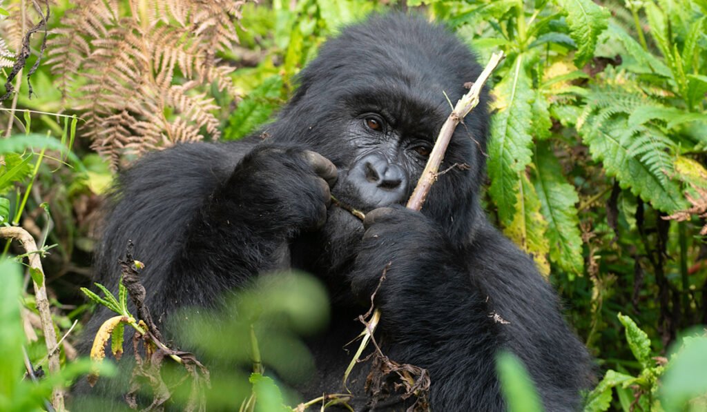 Mountain gorilla encounter during a Uganda Gorilla Trekking Safari in Bwindi Impenetrable National Park