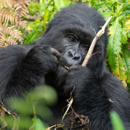 Mountain gorilla encounter during a Uganda Gorilla Trekking Safari in Bwindi Impenetrable National Park