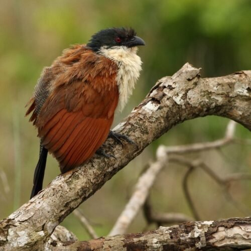 White-browed Coucal perched on a tree during a Luxury Uganda Birding Safari in Uganda’s diverse bird habitats