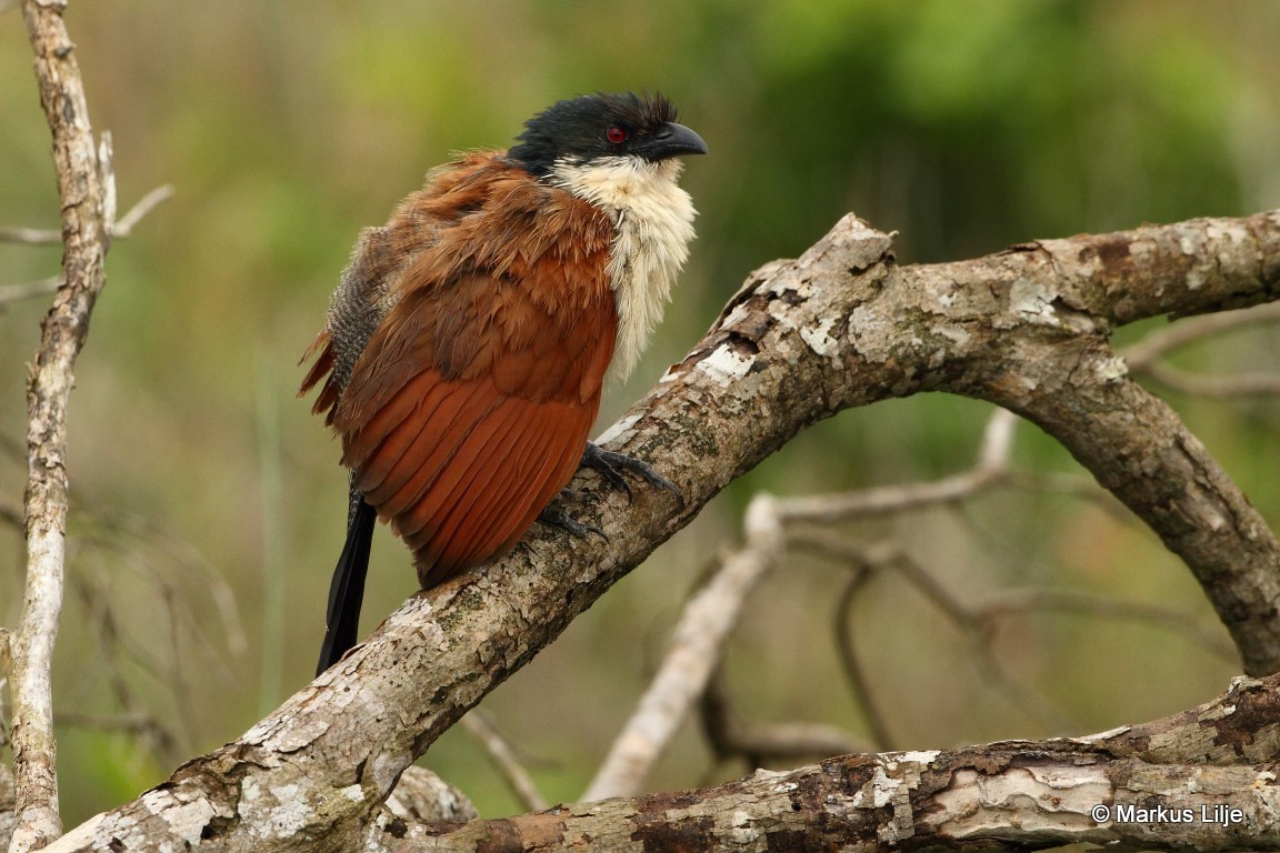 White-browed Coucal perched on a tree during a Luxury Uganda Birding Safari in Uganda’s diverse bird habitats