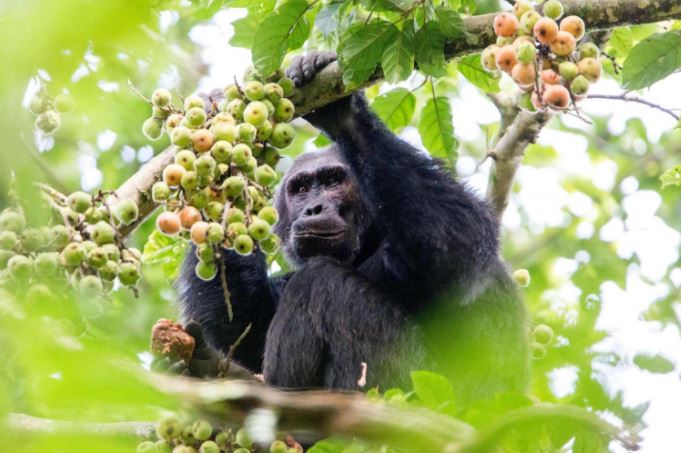 Chimpanzee Tracking Rwanda experience in Nyungwe Forest National Park